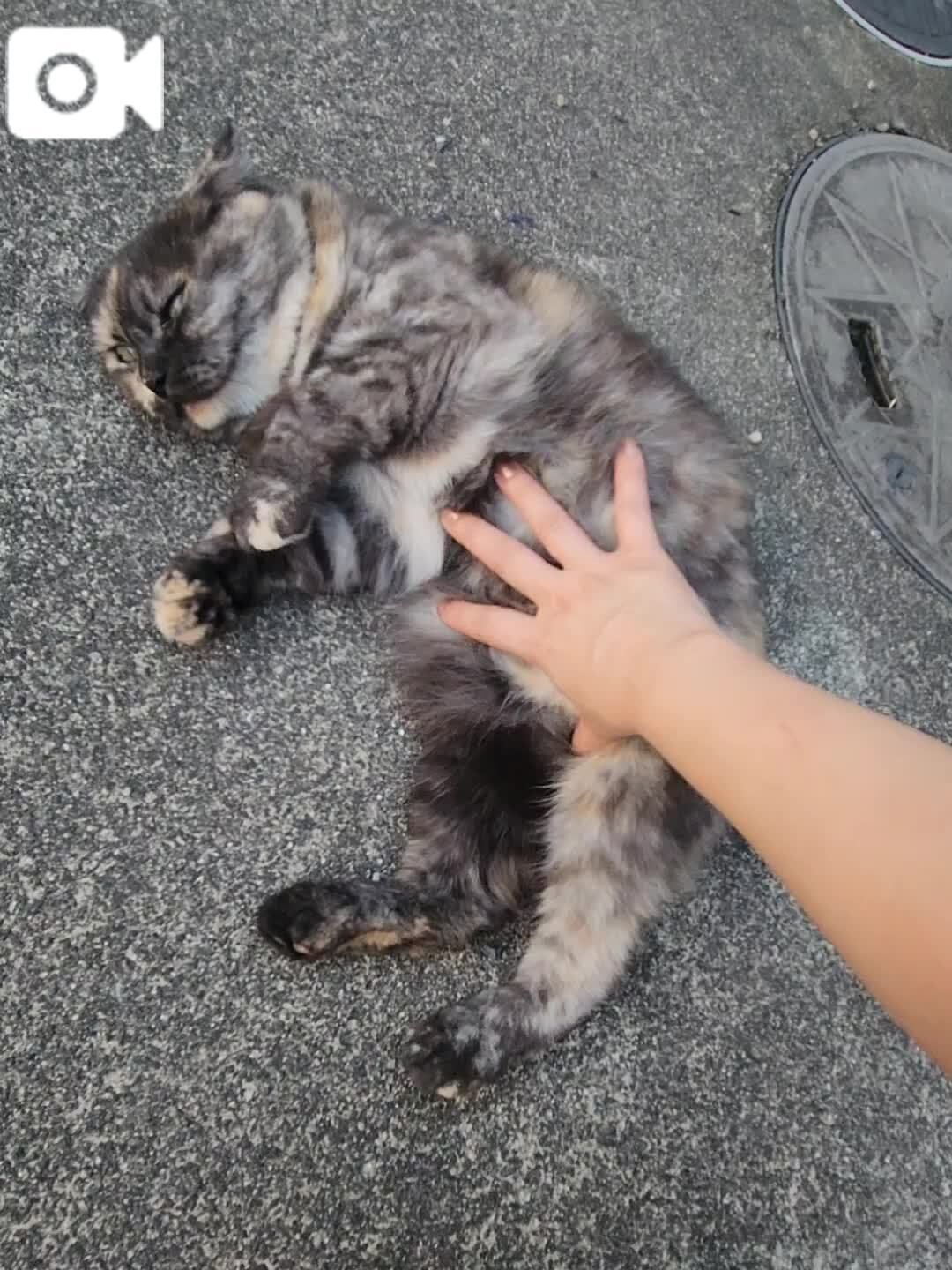 かみかみ発動&#128049;