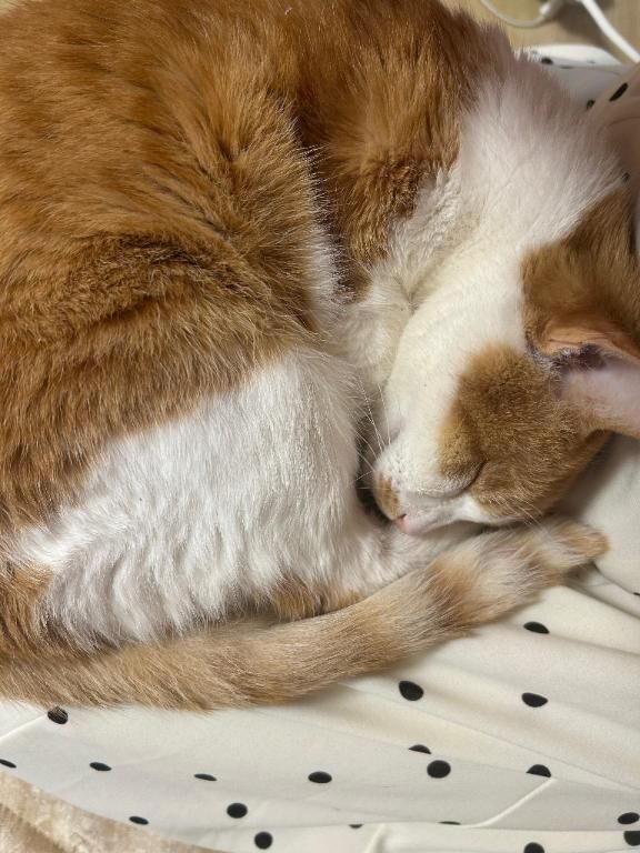 おはにゃん♪