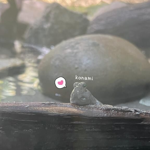 &#12314;トビハゼらぶ&#8234;&#8234;&#8234;&#8234;&#8234;&#129782;&#127995;&#65039;&#12315;