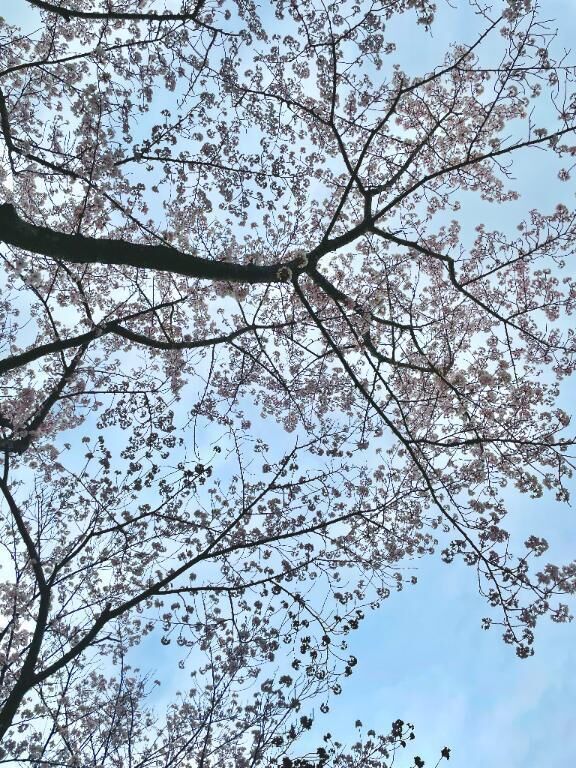 今年も桜が綺麗でしたね&#127800;