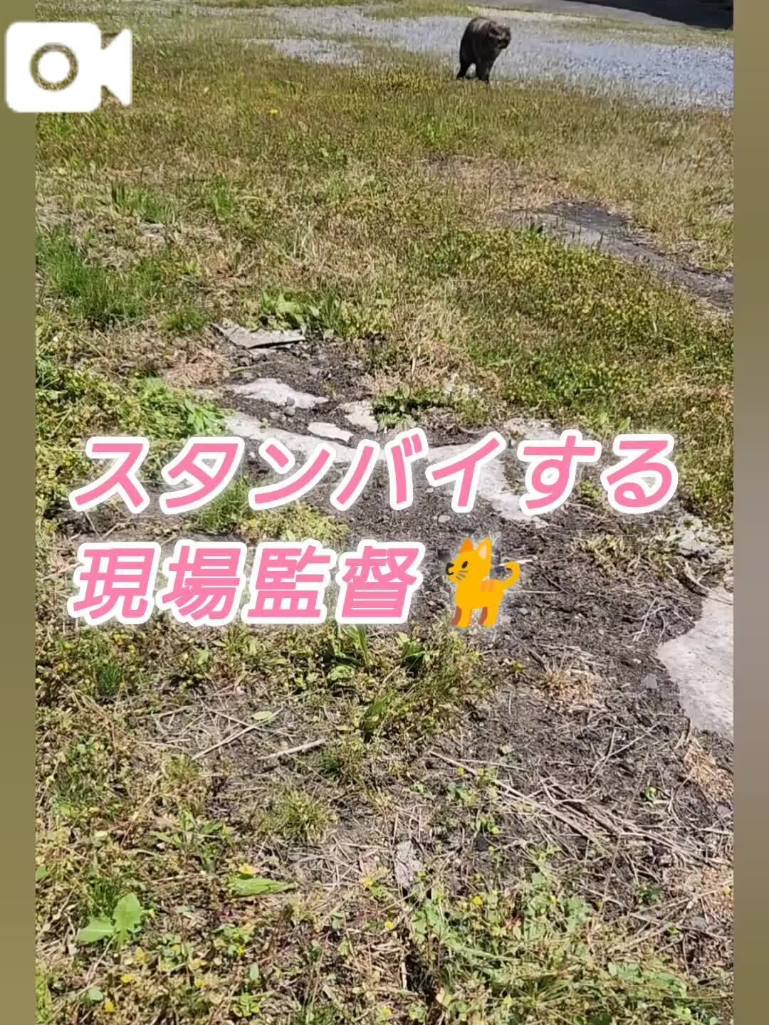 スタンバイする現場監督&#128008;&#65039;