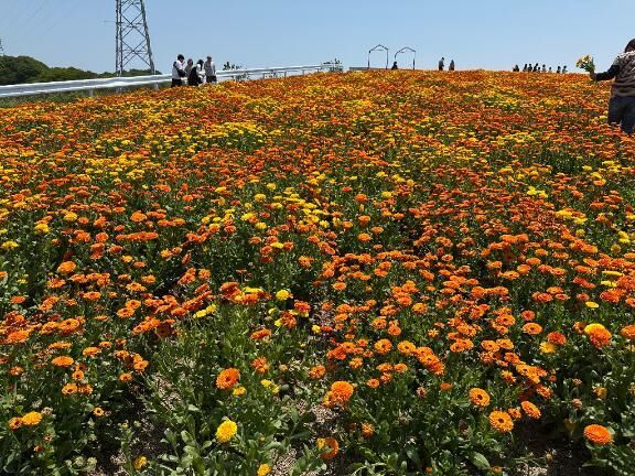 花ひろば