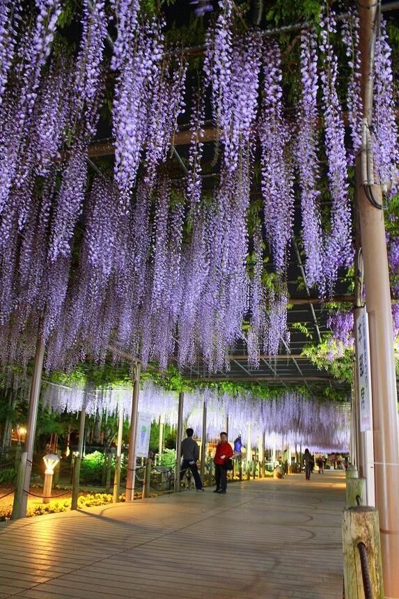 江南の藤の花まつり今日までなんだね&#128556;