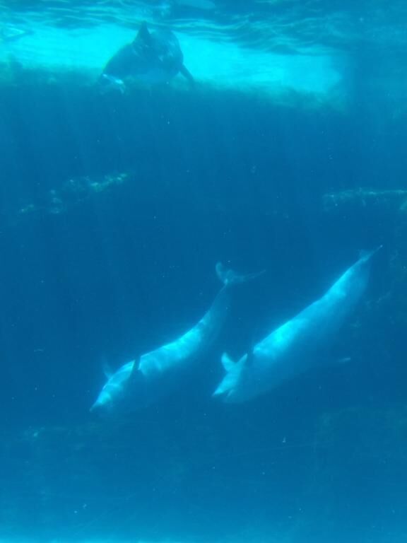 名古屋港水族館&#9825;