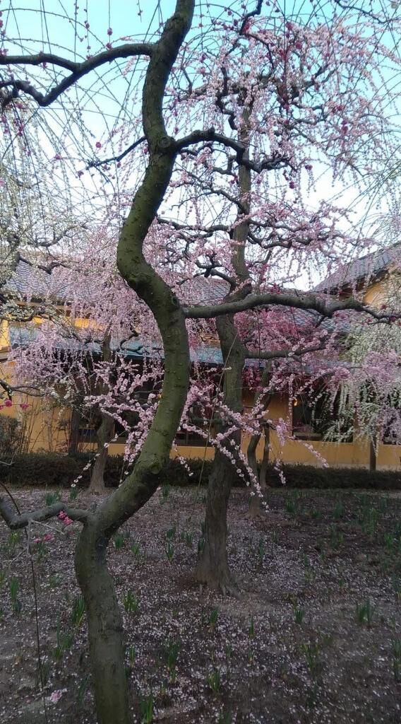 梅の木&#9825;&#9825;