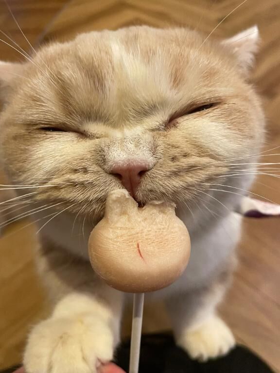 ありがとう