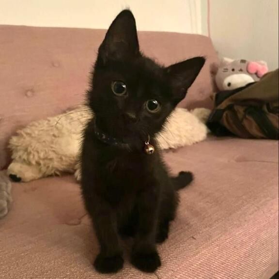 黒猫ちゃん&#128008;&zwj;&#11035;&#9825;