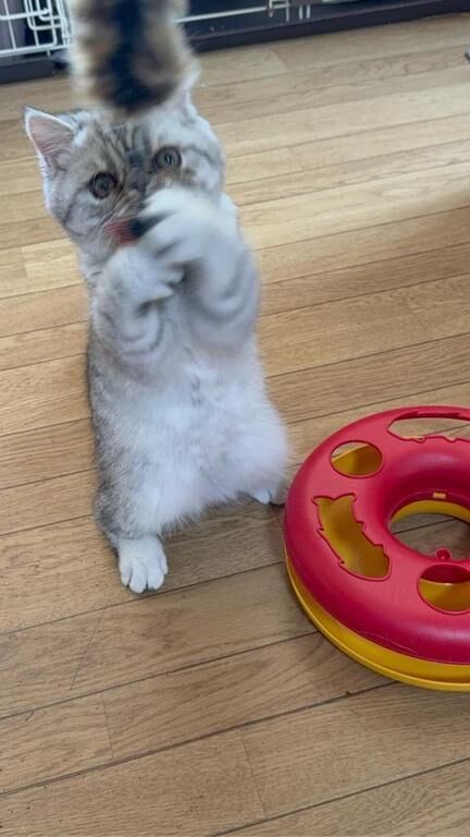 捕まえた&#8252;&#65039;