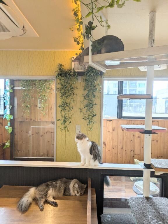 猫カフェ