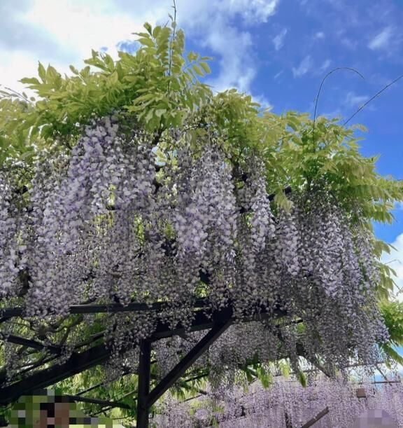 藤の花