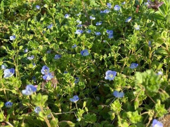 綺麗に草抜いたので、除草剤をまこうか悩んでます。