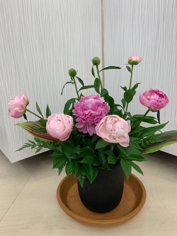 おはよう