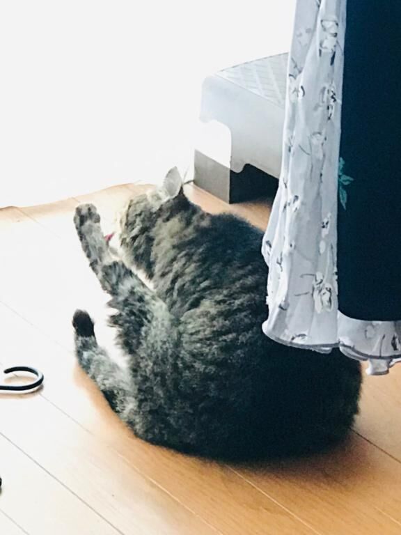 ニャンボー怒りの毛繕い