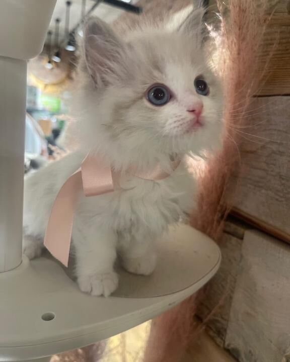 出勤&#10083;&#65039;&#127539;あり&#129402;