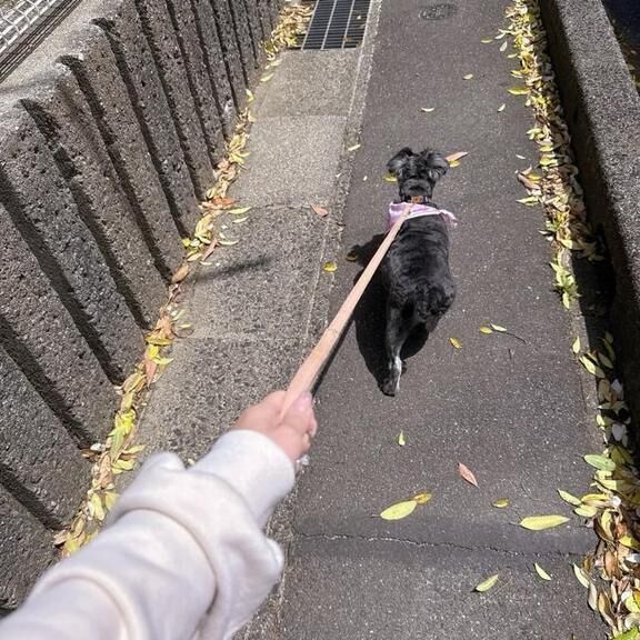 散歩&#128054;