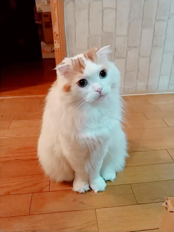 キテネ&#10024;
