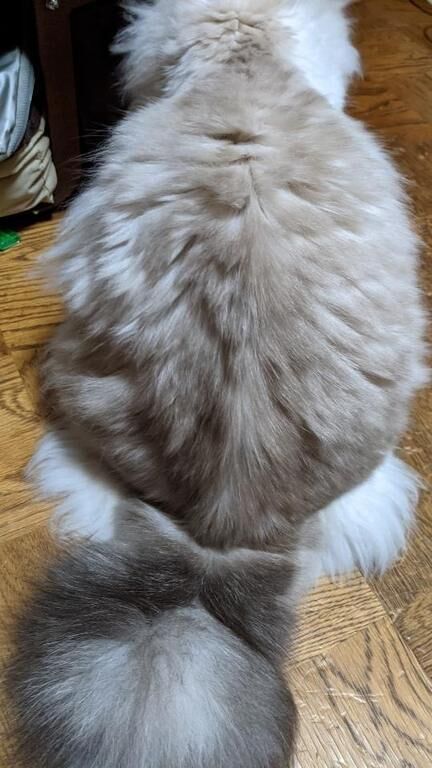本日のノルマ