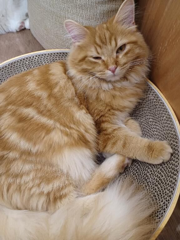 ありがとうございました