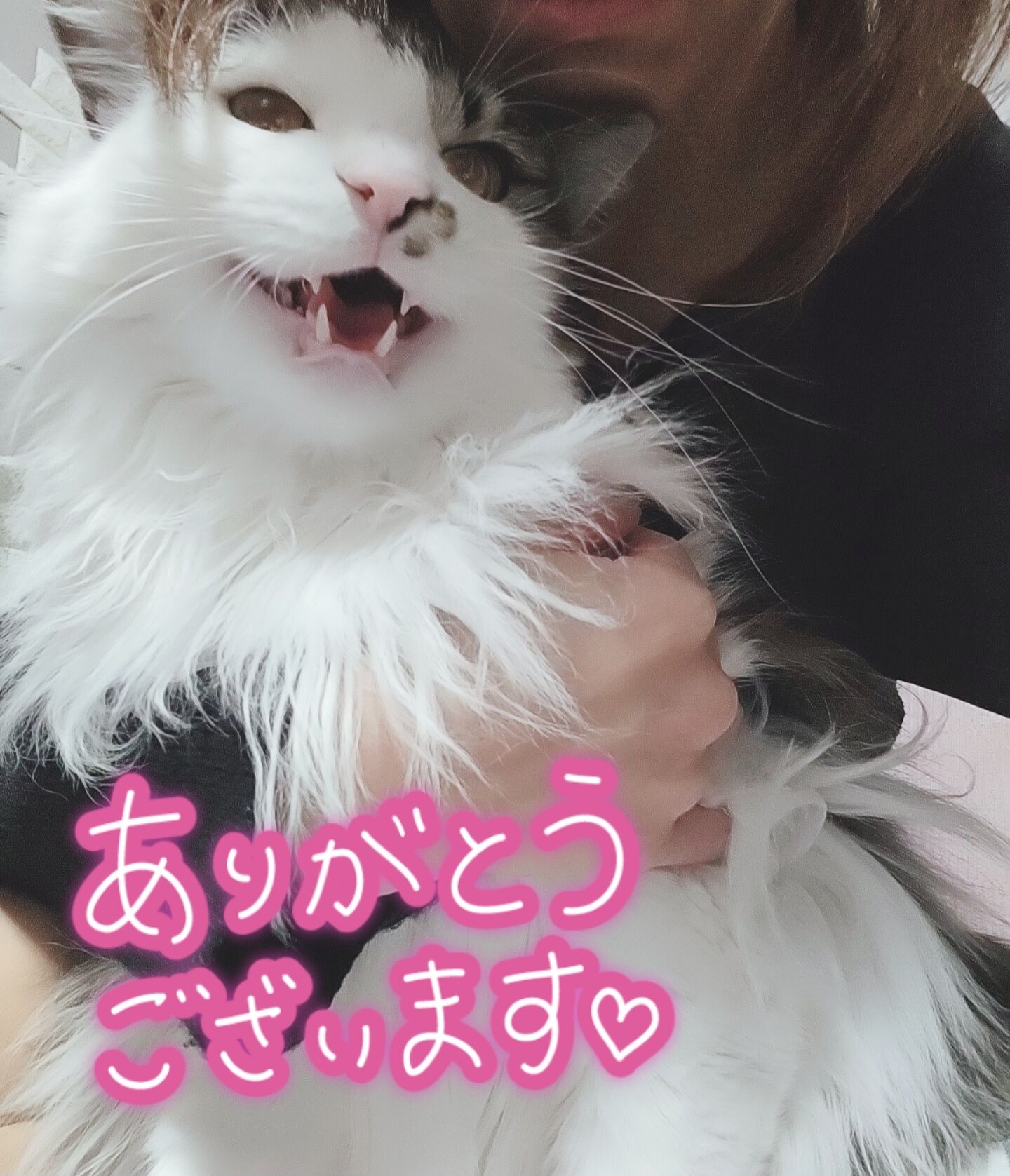 ネコかイヌか…&#9825;