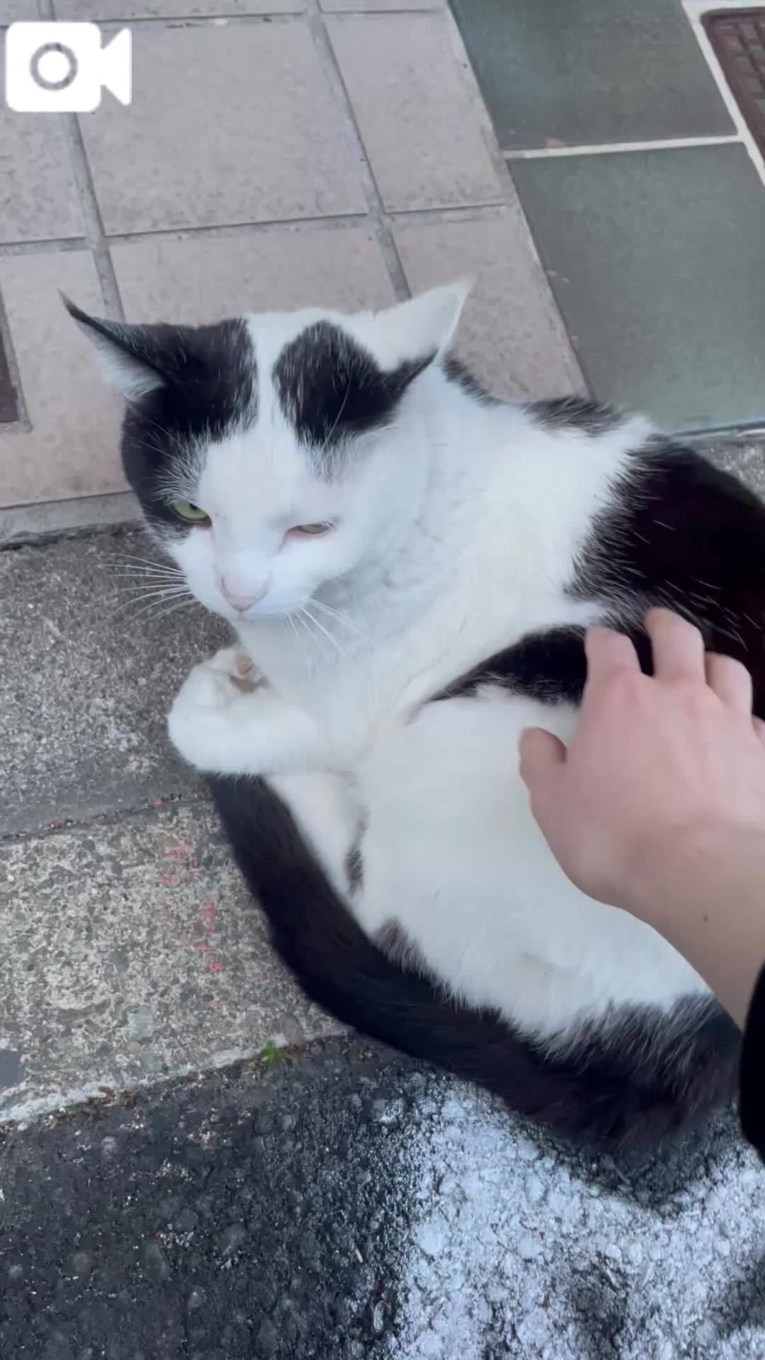 &#128049;にゃんこちゃん&#128049;