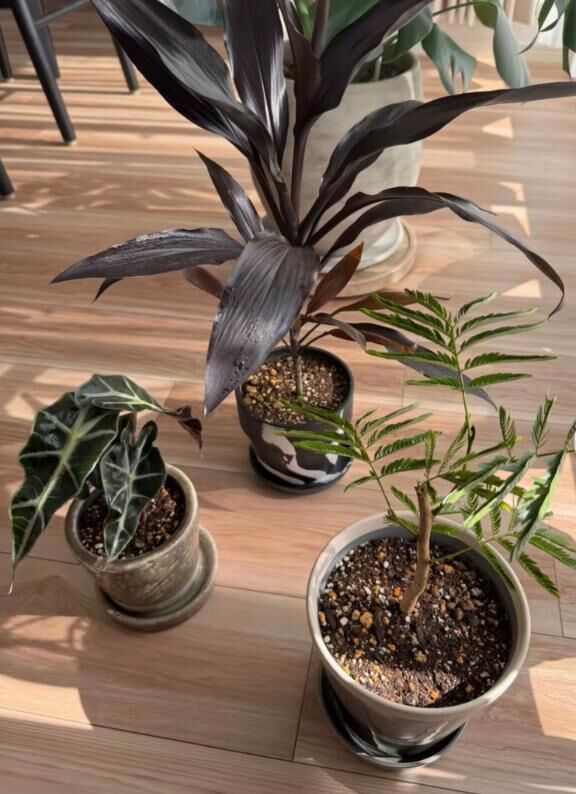 癒し観葉植物&#9825;