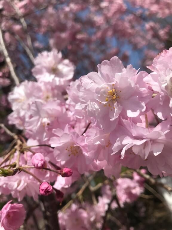 合言葉について