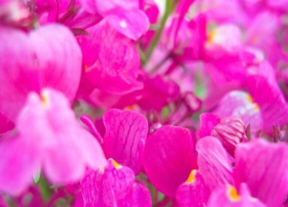 桜の木には
