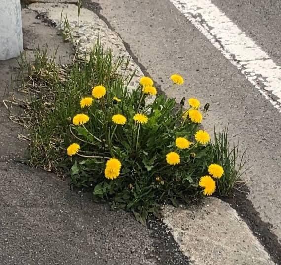 お兄様の…