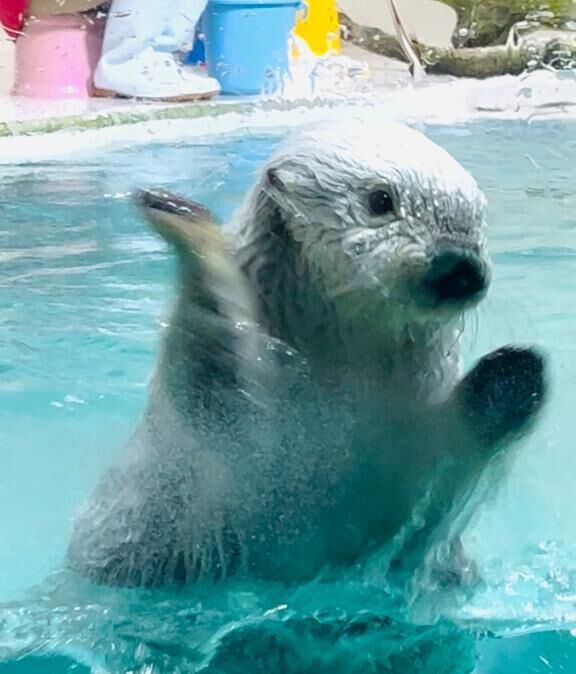 きらめいちゃん