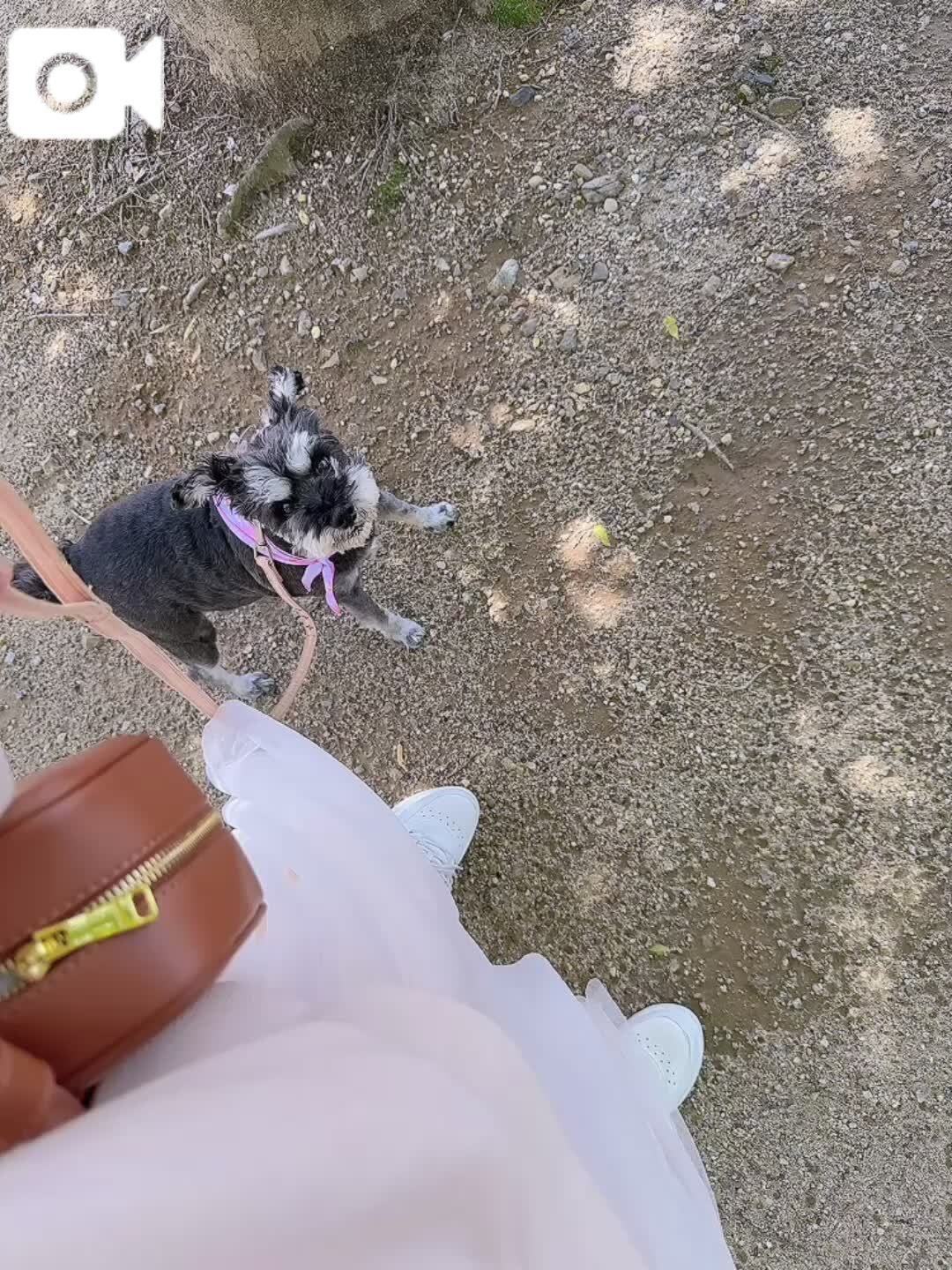 散歩がヘタ&#128054;