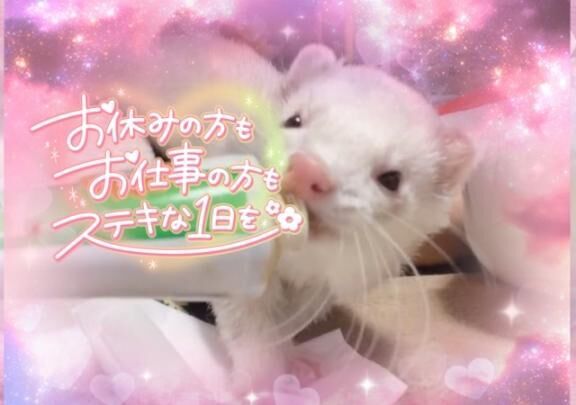 ペットペット&#128008;&zwj;&#11035;´&bull;&#65228;&bull;`&#128062;