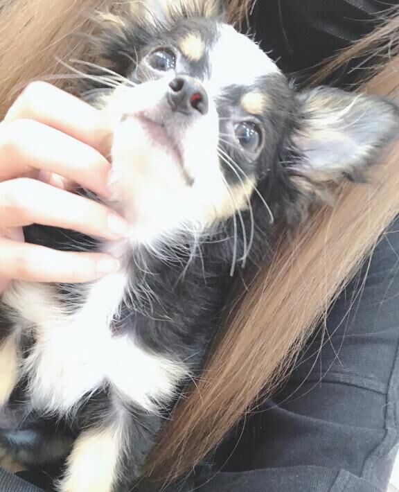 尊い