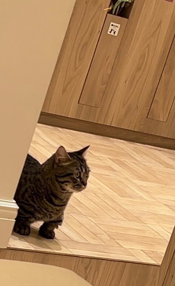 &#128008;&#128062;
