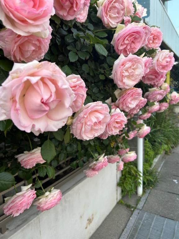 こんにちは♡♡