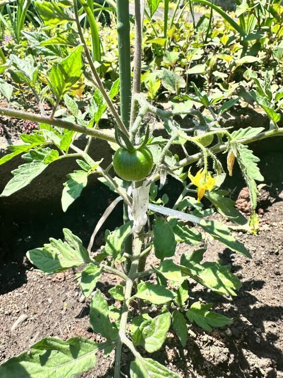 家庭菜園&#127813;((ヾ(･д･｡)