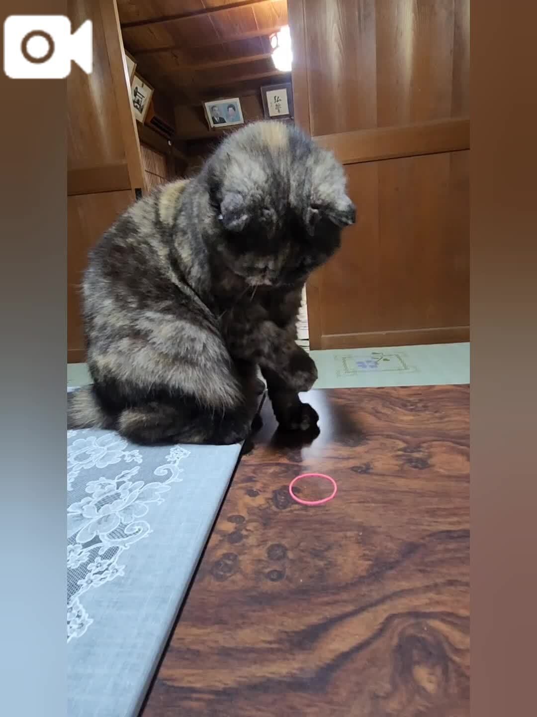 安上がり&#128049;