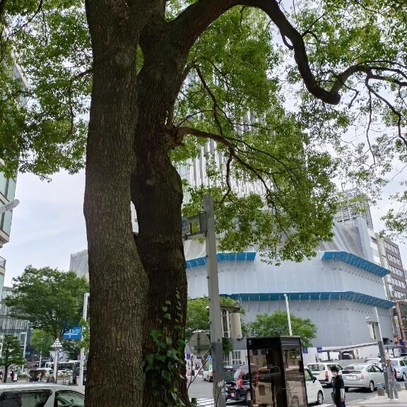 いつもの