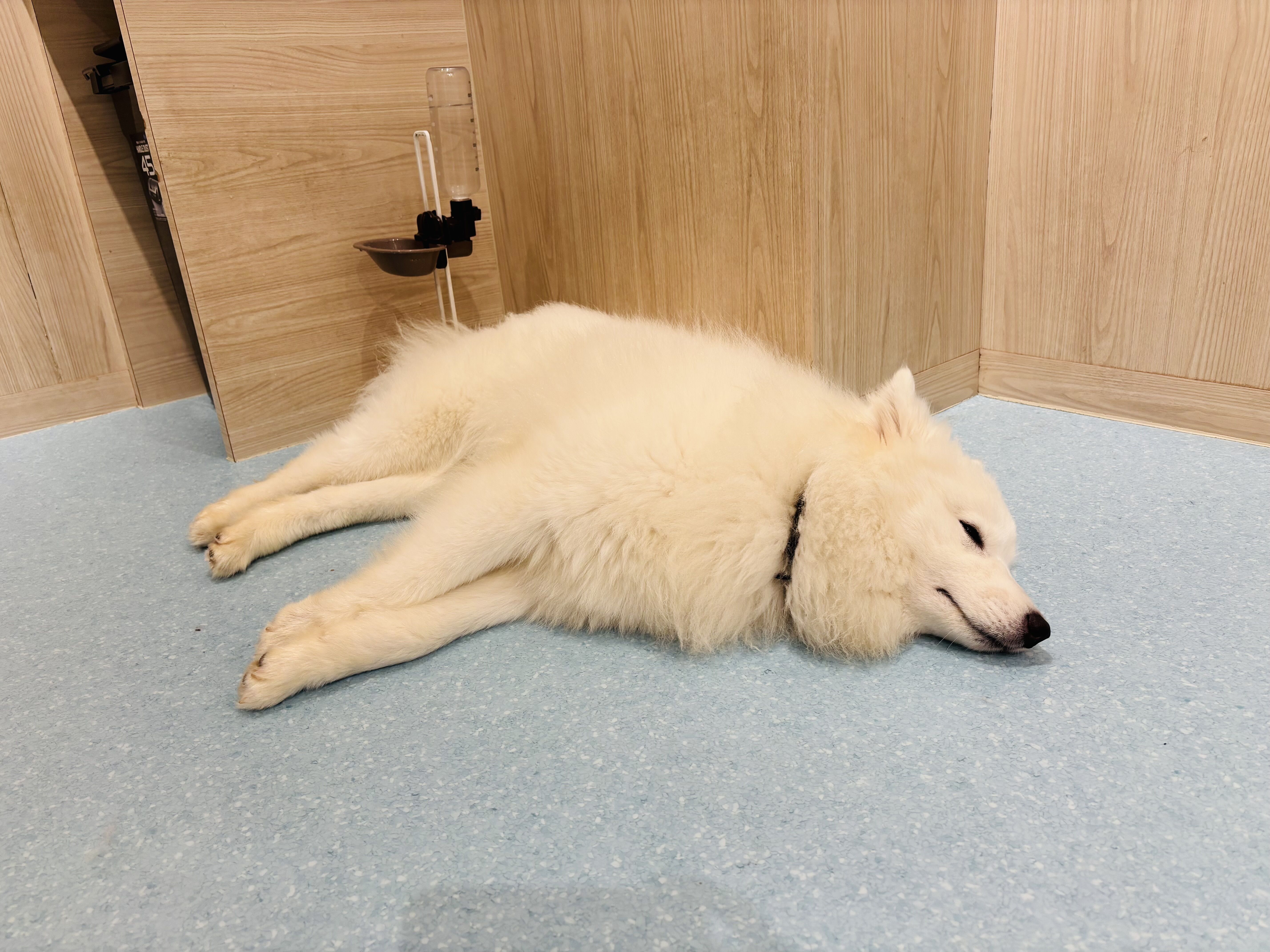 明日も﫶