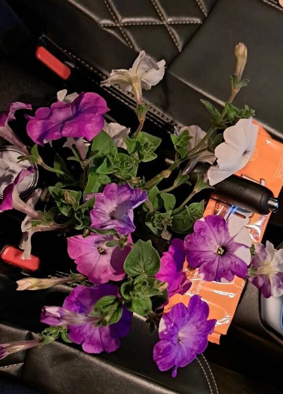 とっても甘い香りのお花です♡