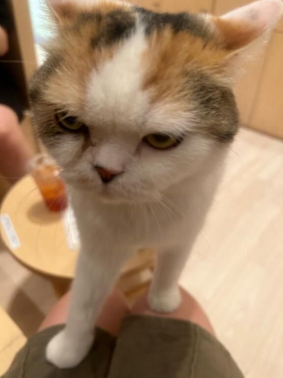 にゃお