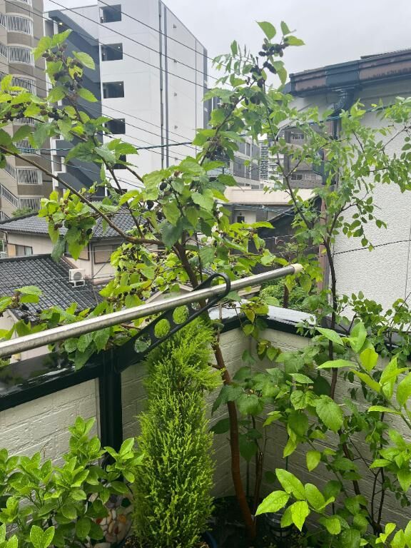 やっぱり・・