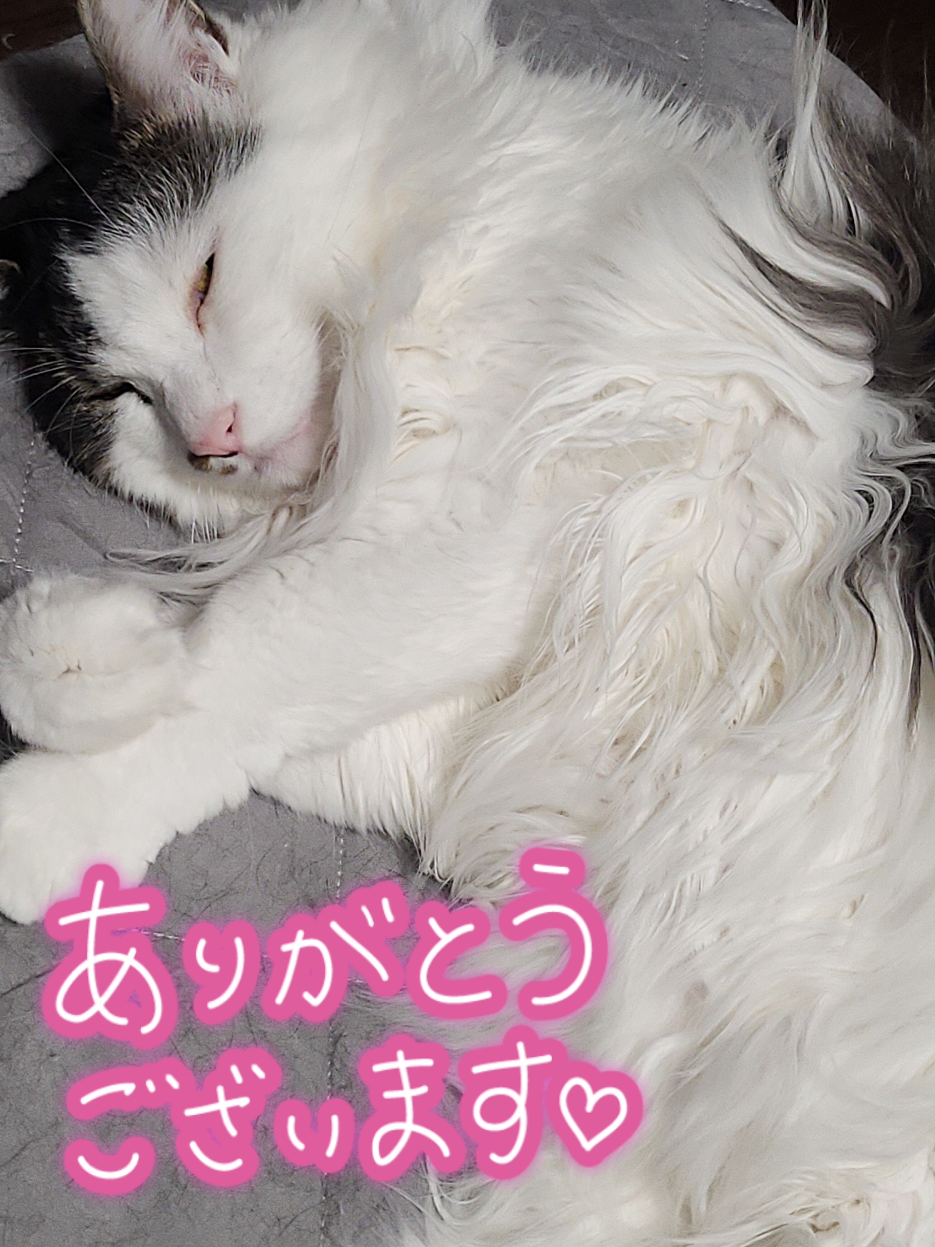 3匹のぴよりんが…