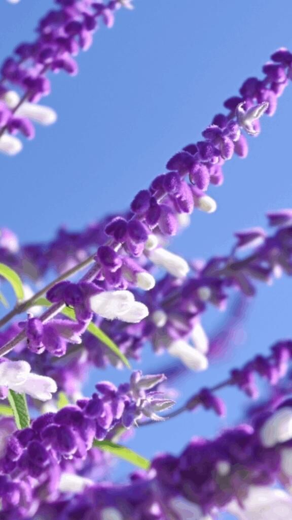 ☆ありがとう☆