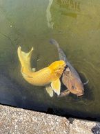 あぢー