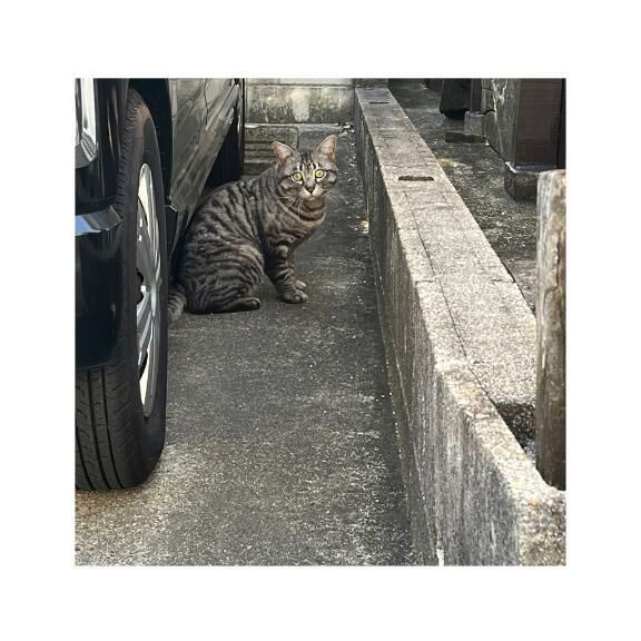 今朝の