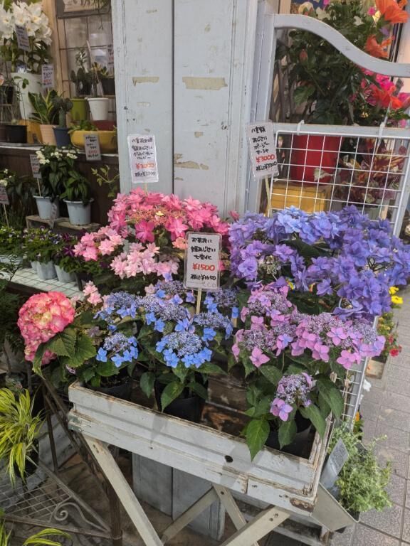 紫陽花