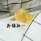 うっかり