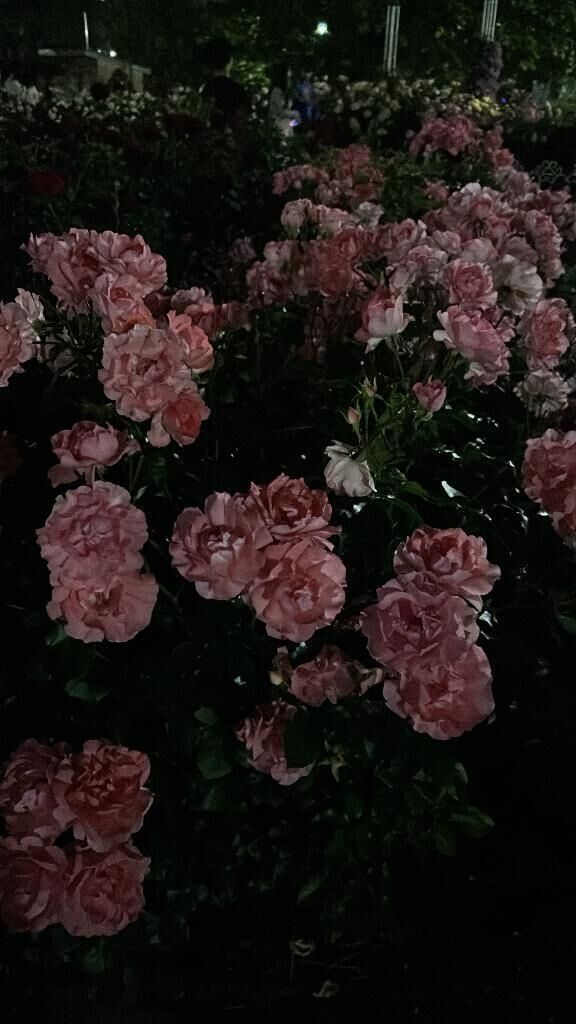 お休みに&#8333;&#5154;‥&#5154;&#8334; &#9825;