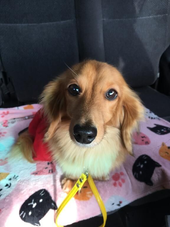 うみちゃんずクッキング&#9825;バイ犬のご飯編