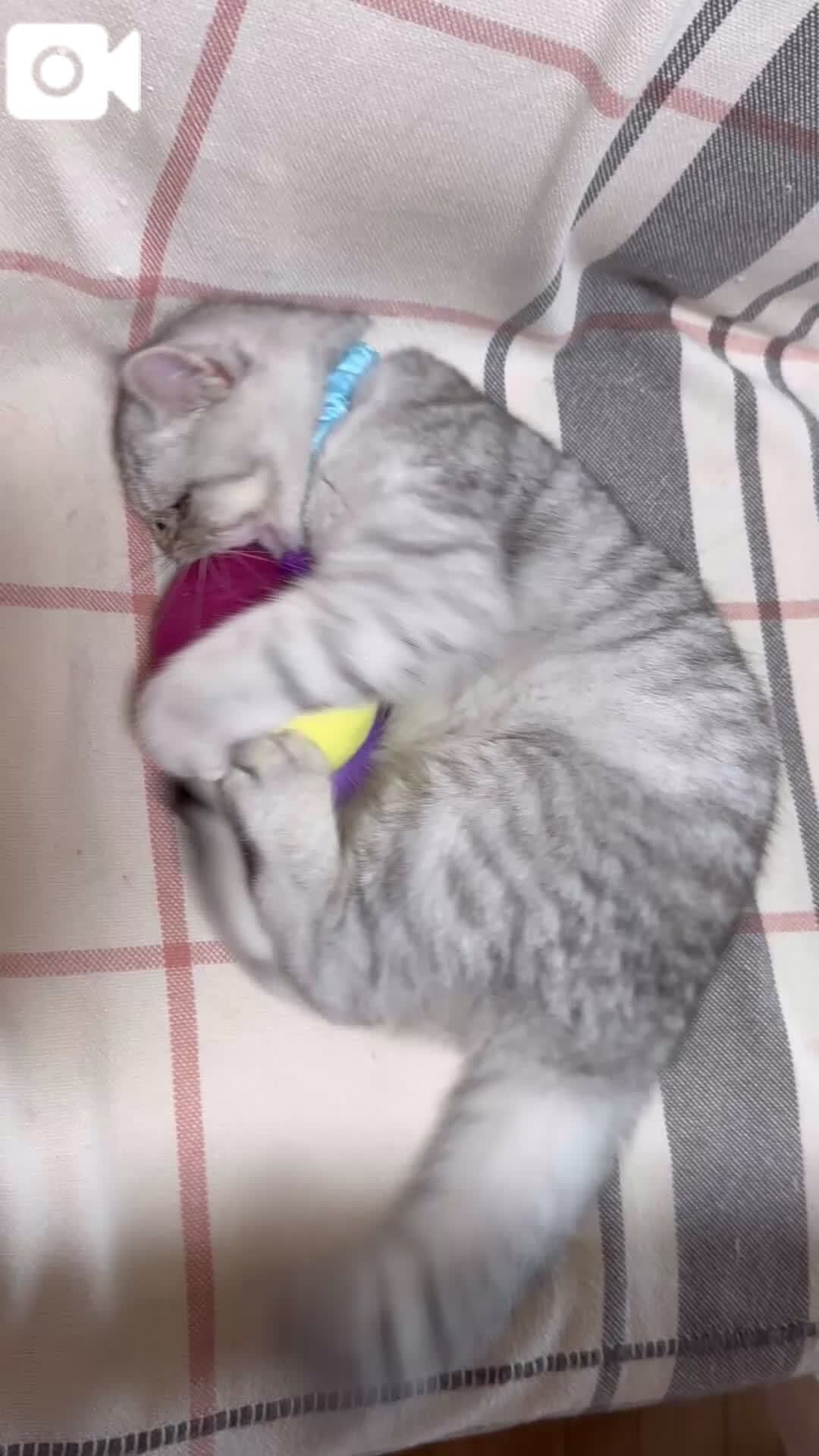 癒し♡